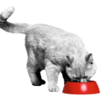 Cili Cica kedvence a héten animonda vom Feinsten Baby Paté 6 x 100g – mi megvesszük helyetted!