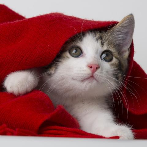 Hogyan etessem a cicát tápláljunk újszülötteket