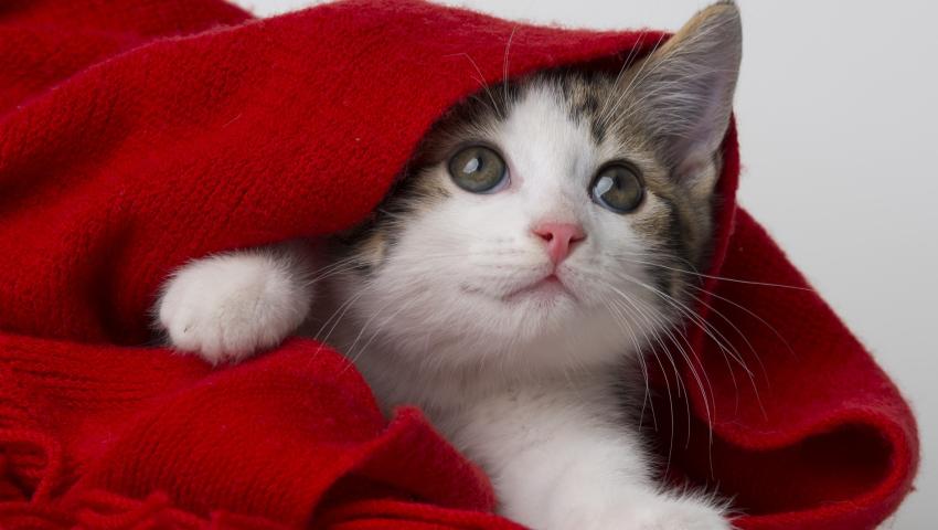 Hogyan etessem a cicát tápláljunk újszülötteket