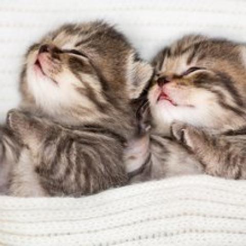 Üdvözöljük új cicáját - Örökbefogadás