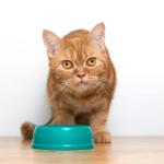 Ételallergia - Élelmiszer-túlérzékenység