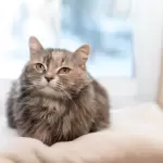 Örökbefogadás - felnőtt cicával nehezebb?