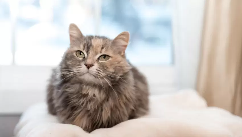 Örökbefogadás - felnőtt cicával nehezebb?