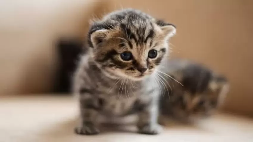 Tippek az örökbefogadás utáni első 30 napra